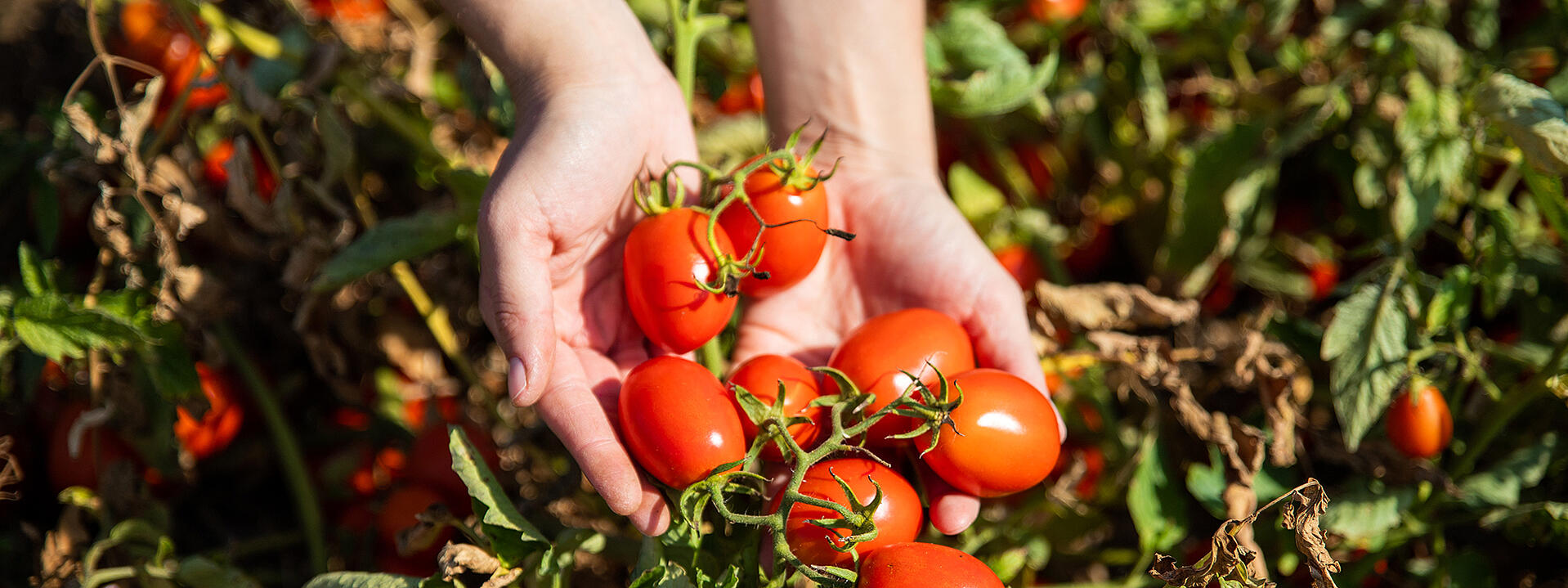 Hand hält reife Tomaten
