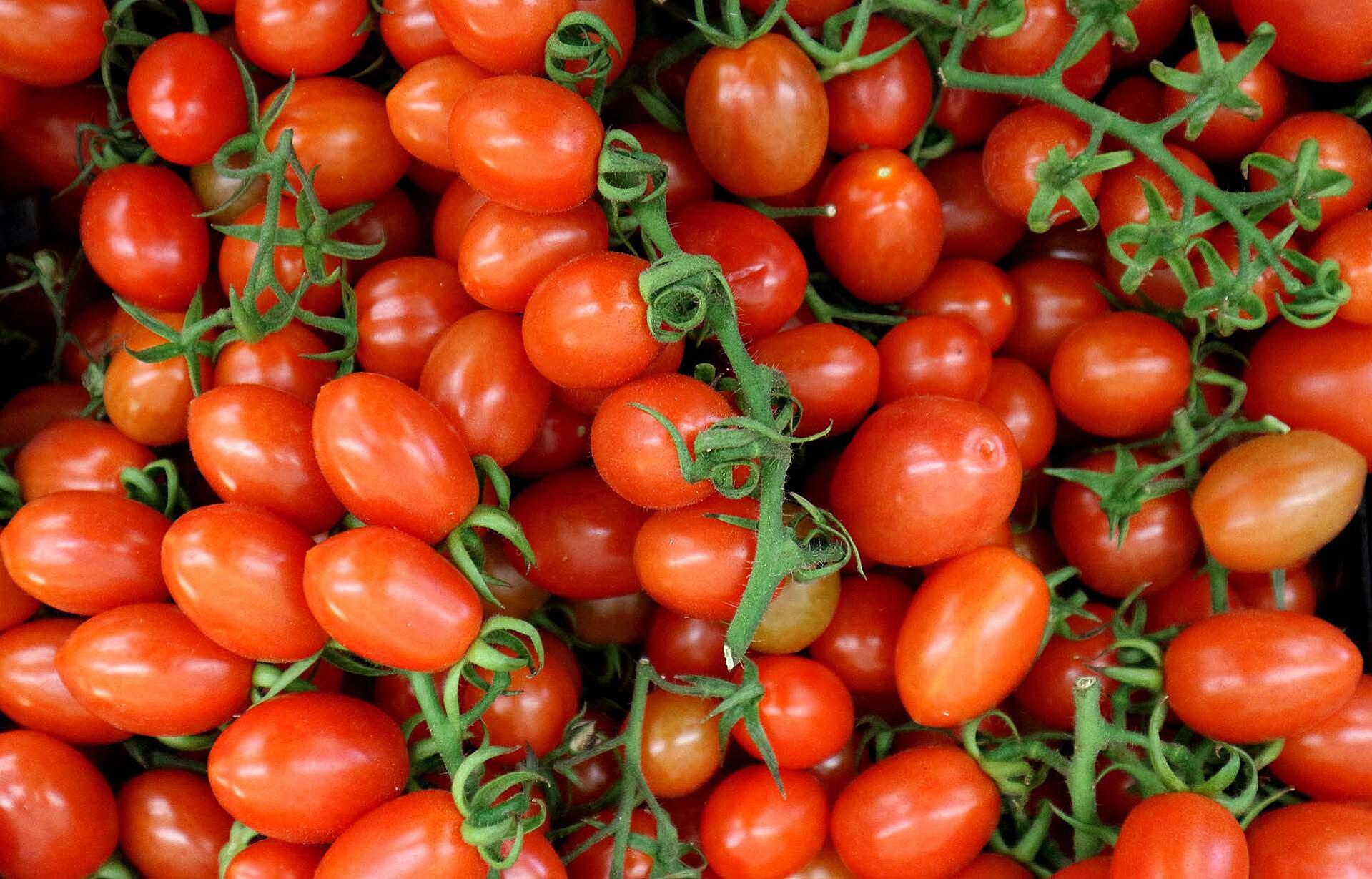 Datteltomaten