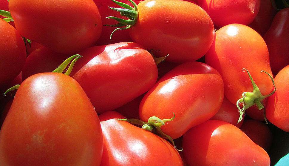 San Marzano Tomaten